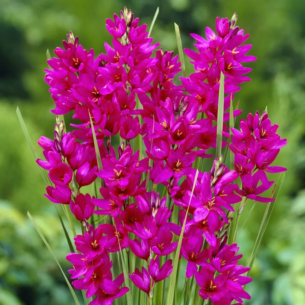 30 lis des blés - ixia mabel - le sachet de 30 bulbes / circonference 5-6cm, vendu par lot de 2